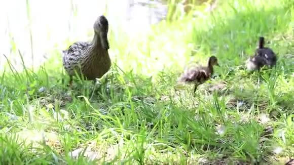 在阳光明媚的天气里小鸭子和小鸭子水边的草地上散步寻找食物视频的预览图
