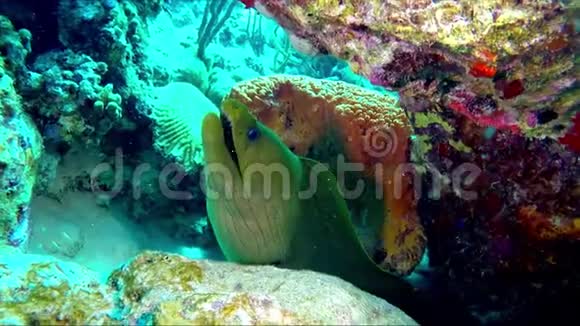 一种大的绿色海鳗在岩石下有张开的嘴特写镜头视频的预览图