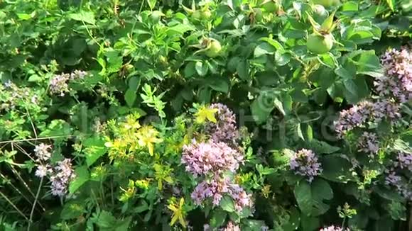 野生生长百里香草的蜜蜂视频的预览图