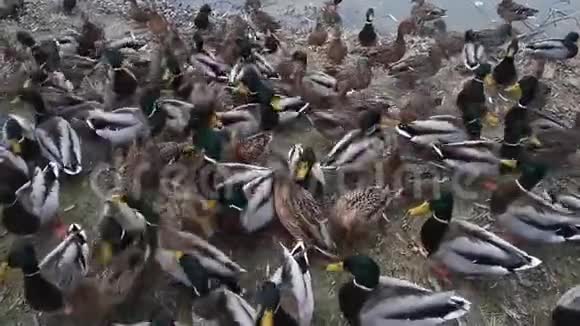 城市湖边饥饿的野鸭视频的预览图