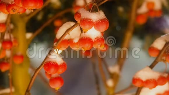 美丽的霜雪树有小红苹果小天堂苹果被雪覆盖视频的预览图