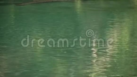 一条平静的河流和远处的鳟鱼视频的预览图