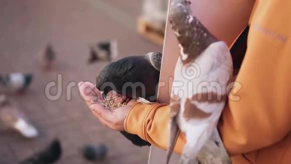 城市鸽子从女人手里吃不错的特写回放缓慢视频的预览图