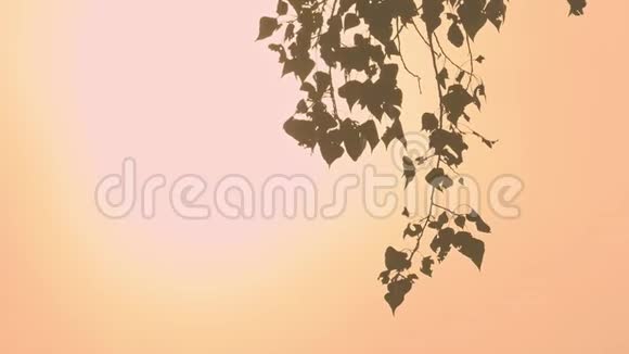 在雾蒙蒙的早晨白桦树在太阳升起的背景下分枝视频的预览图