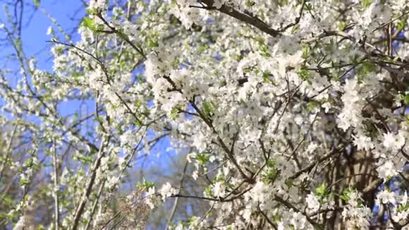 可爱的白樱桃在枝头绽放它们在得到叶子之前就开花了从邻居家后院视频的预览图