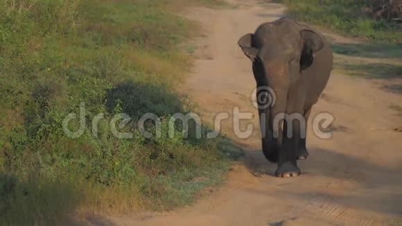 大象在国家公园的棕色地面道路上行走视频的预览图