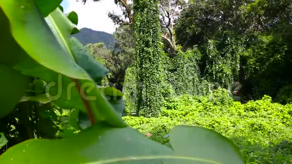 夏威夷瓦胡岛绿荫热带雨林植物视频的预览图