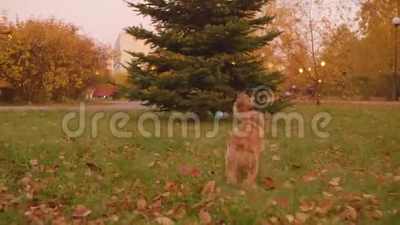 有趣的狗在草地上奔跑和打球视频的预览图