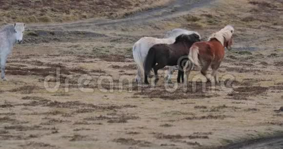 马在冰岛到处跑视频的预览图