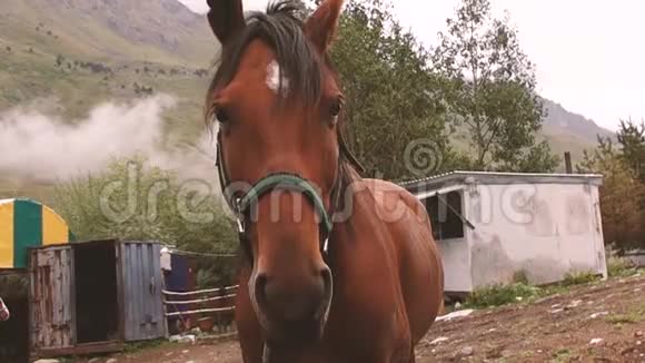 一匹棕色的马站在群山之间的马厩里视频的预览图
