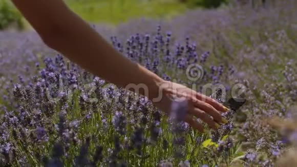 草田女性手触蝴蝶视频的预览图