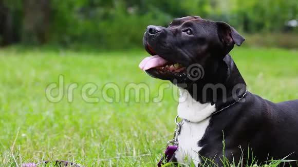 美国斯塔福德郡的一只黑狗躺在野外特写镜头里狗在看年轻的公牛白黑色坐着视频的预览图