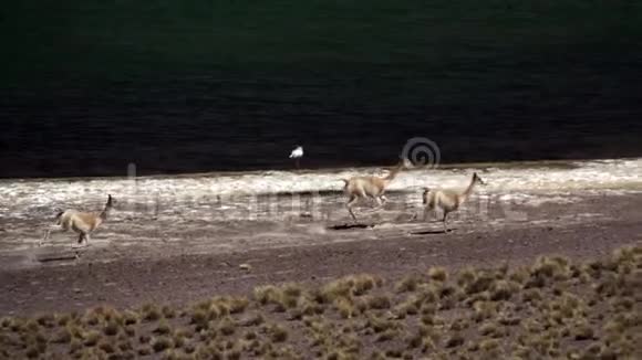 Vicugnavicugna牛在高原湖泊缓慢地奔跑视频的预览图