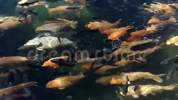 自然锦鲤鱼运动视频的预览图