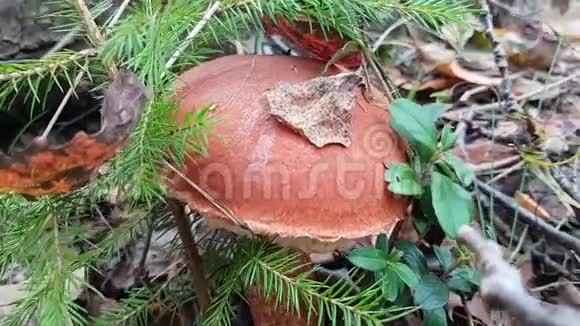 帽子红可食用蘑菇背景上的树枝和棍子在森林里采食和采蘑菇步行视频的预览图