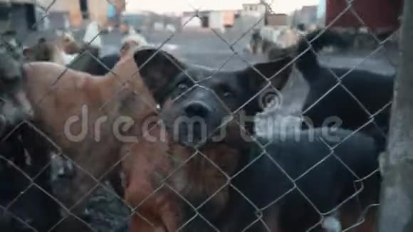 为狗泥土和栅栏后面的沼泽狗提供避难所饥饿的小狗视频的预览图