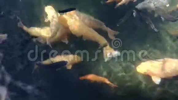 自然锦鲤鱼运动视频的预览图