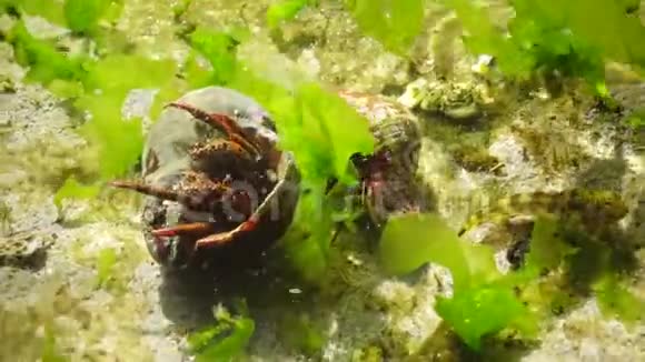 壳中的隐蟹属红细胞保加利亚黑海视频的预览图