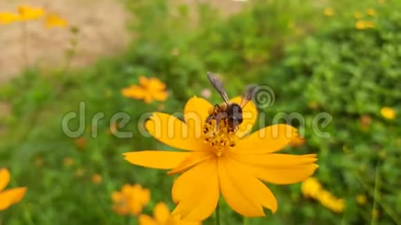 蜂蜜蜜蜂在花里收集蜂蜜视频的预览图
