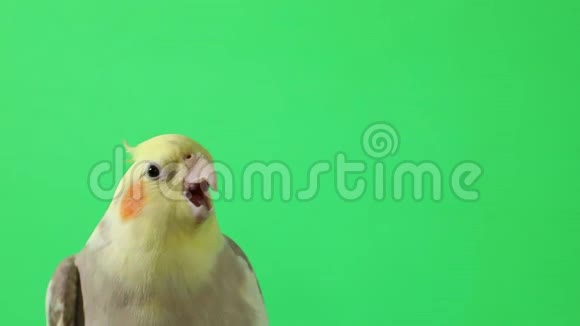 红鹦鹉变色背景慢动作视频的预览图