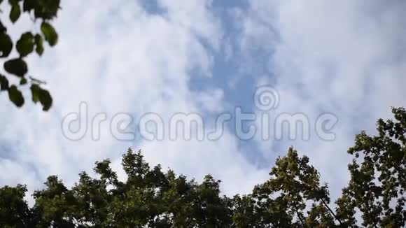 云在蓝天的树梢上移动视频的预览图