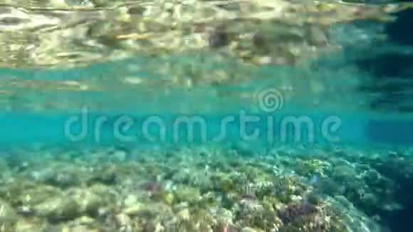 浅礁珊瑚反射的阳光视频的预览图