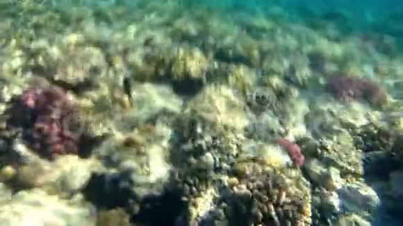 近岸珊瑚礁的细节视频的预览图