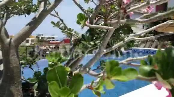 关西树和游泳池视频的预览图