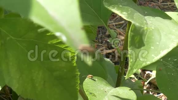 花园里绿叶上的甲壳虫视频的预览图