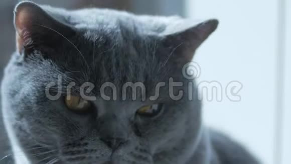英国猫大眼睛咕咕叫宏想睡觉快乐的猫视频的预览图
