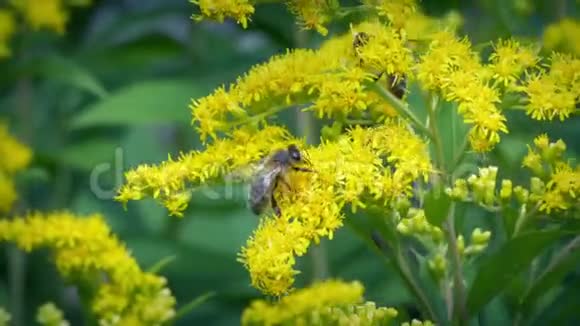 蜜蜜蜂从黄花中收集花粉视频的预览图