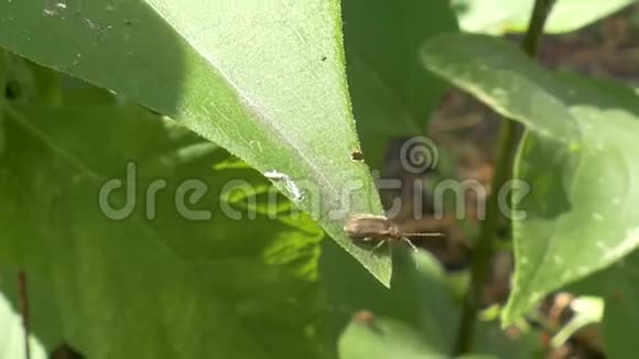 花园里绿叶上的甲壳虫视频的预览图