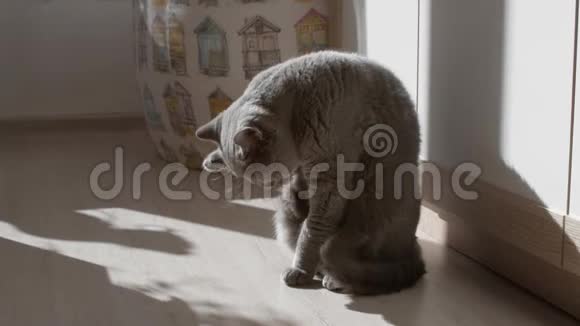 英国猫清洗和清洁它的爪子想睡觉快乐的猫视频的预览图