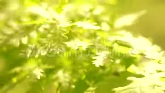 橡树留下背景新鲜的青橡树叶子靠近风的橡树叶视频的预览图