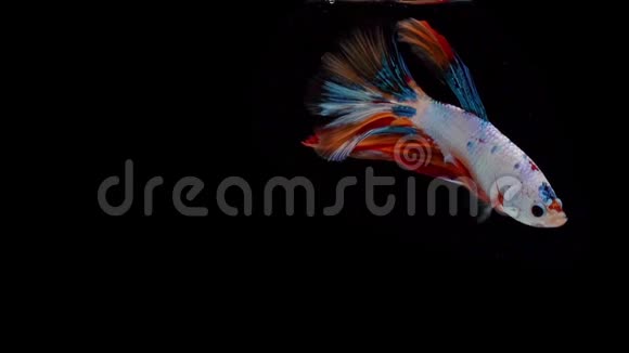 暹罗战鱼贝塔的超级慢动作众所周知的名字是泰国普拉卡特视频的预览图