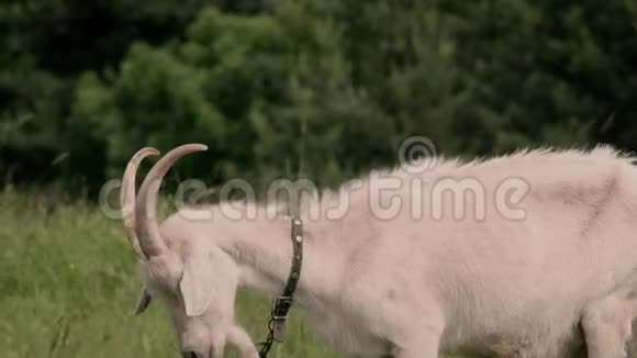 山羊在草地上觅食视频的预览图