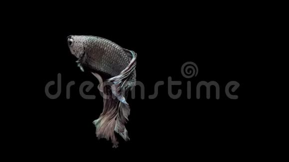 暹罗鱼的超级慢动作暹罗鱼的Betta众所周知的名字是暹罗人的超级慢动作视频的预览图