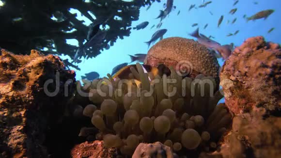 热带小丑鱼和海葵视频的预览图