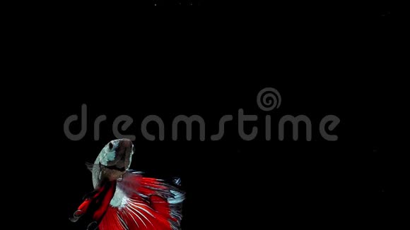 暹罗战鱼贝塔的超级慢动作众所周知的名字是泰国普拉卡特视频的预览图
