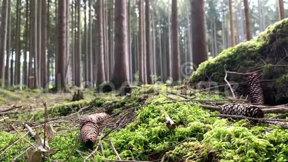 绿色的森林一个美丽的苔藓树的时间流逝而温暖的阳光的阴影正在行走视频的预览图