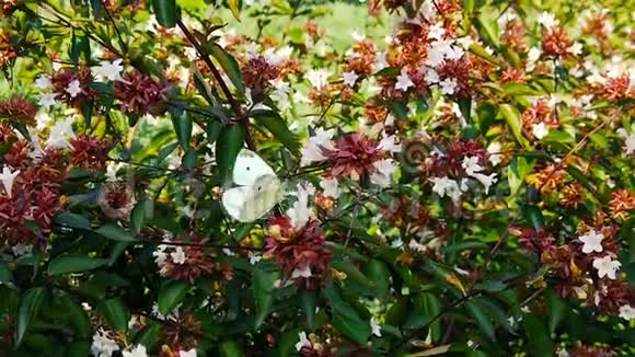 白蝴蝶在花丛中的慢动作视频的预览图