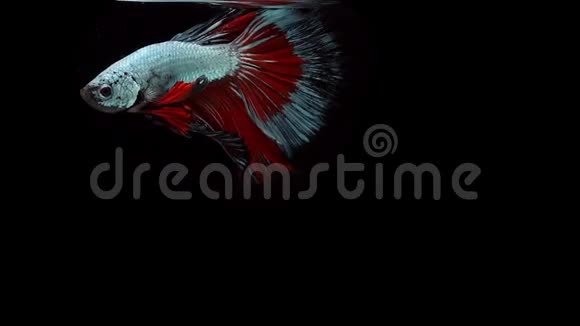 超级慢动作暹罗斗鱼贝塔华丽著名的名字是普拉卡特泰国视频的预览图
