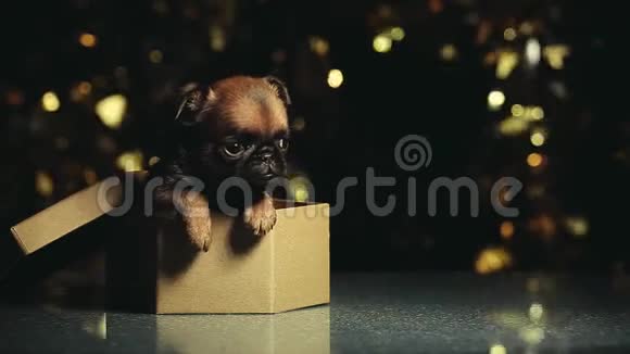 小狗肖像纸盒深色背景高清镜头视频的预览图