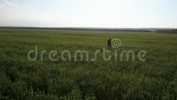 一个农民看小麦收成空中摄影绿色麦田顶景麦田里的农学家视频的预览图