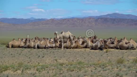 蒙古山脉的背景上有一群两头骆驼视频的预览图