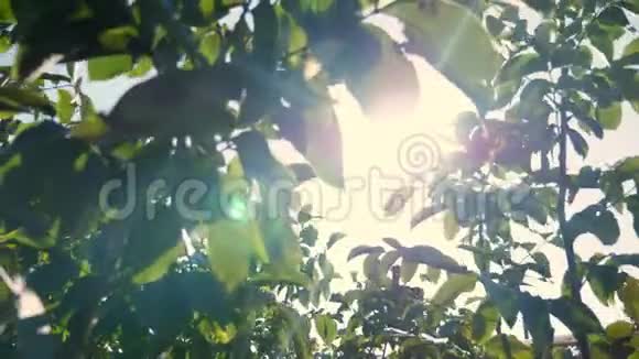 特写绿叶的小核桃树顶着阳光在阳光下核桃树种植园坚果果园视频的预览图