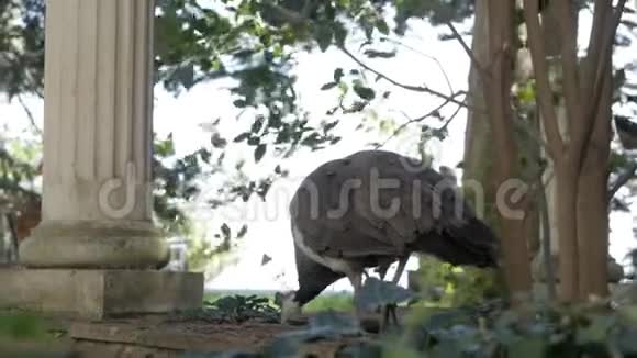 公园里有两只孔雀在古老的柱子间漫步视频的预览图