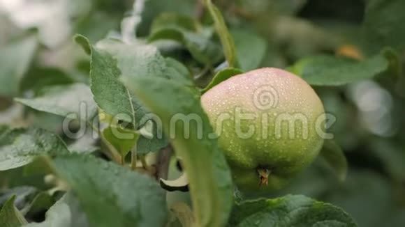 新鲜的有机苹果挂在苹果树的树枝上在一个有雨滴的花园里下雨浇水绿苹果视频的预览图