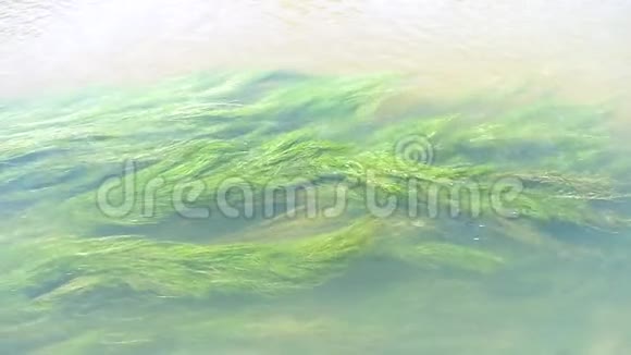 清水中绿藻视频的预览图