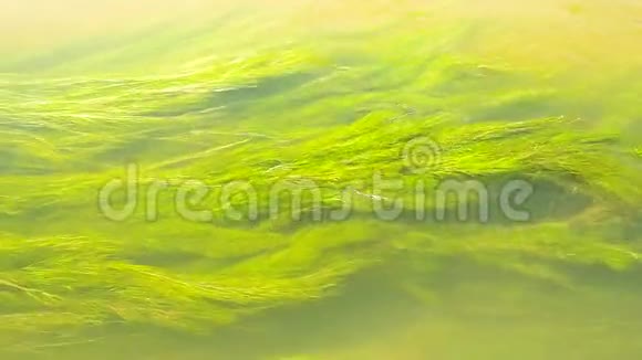 清水中绿藻视频的预览图